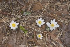 Bloodroot, Sanguinaria canadensis