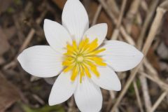 Bloodroot, Sanguinaria canadensis