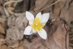 Bloodroot, Sanguinaria canadensis