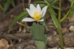 Bloodroot, Sanguinaria canadensis