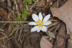 Bloodroot, Sanguinaria canadensis