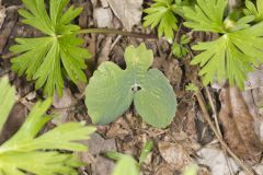 Bloodroot, Sanguinaria canadensis