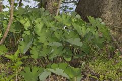 Bloodroot, Sanguinaria canadensis