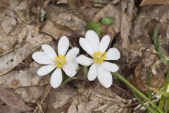 Bloodroot, Sanguinaria canadensis