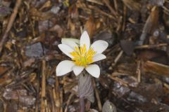 Bloodroot, Sanguinaria canadensis