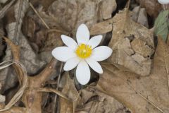 Bloodroot, Sanguinaria canadensis