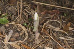 Bloodroot, Sanguinaria canadensis