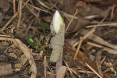 Bloodroot, Sanguinaria canadensis