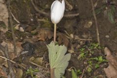 Bloodroot, Sanguinaria canadensis