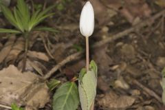 Bloodroot, Sanguinaria canadensis