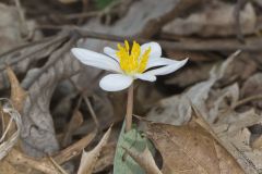 Bloodroot, Sanguinaria canadensis