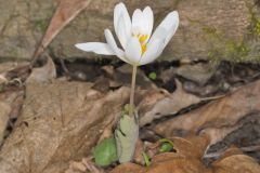 Bloodroot, Sanguinaria canadensis