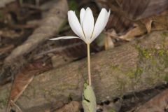 Bloodroot, Sanguinaria canadensis