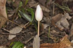 Bloodroot, Sanguinaria canadensis