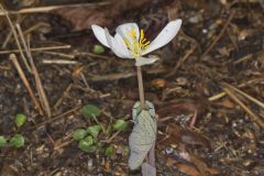 Bloodroot, Sanguinaria canadensis