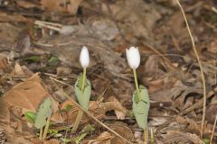 Bloodroot, Sanguinaria canadensis