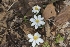 Bloodroot, Sanguinaria canadensis