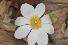 Bloodroot, Sanguinaria canadensis