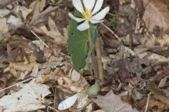 Bloodroot, Sanguinaria canadensis