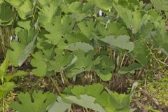 Bloodroot, Sanguinaria canadensis