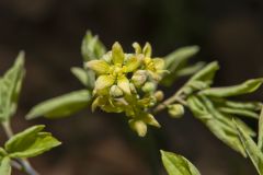 Blue Cohosh, Caulophyllum thalictroides