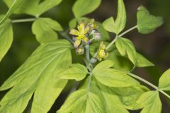 Blue Cohosh, Caulophyllum thalictroides