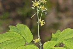 Blue Cohosh, Caulophyllum thalictroides