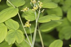 Blue Cohosh, Caulophyllum thalictroides