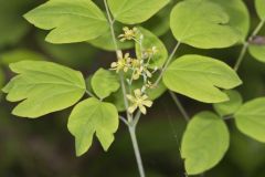 Blue Cohosh, Caulophyllum thalictroides