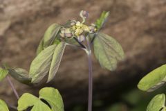 Blue Cohosh, Caulophyllum thalictroides