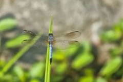 Blue Dasher, Pachydiplax longipennis