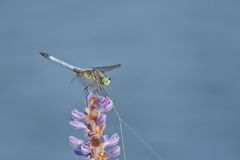 Blue Dasher, Pachydiplax longipennis