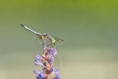 Blue Dasher, Pachydiplax longipennis