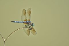 Blue Dasher, Pachydiplax longipennis