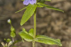 Blue-eyed Mary, Collinsia verna