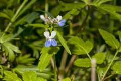 Blue-eyed Mary, Collinsia verna