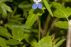 Blue-eyed Mary, Collinsia verna