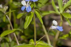 Blue-eyed Mary, Collinsia verna