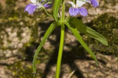 Blue-eyed Mary, Collinsia verna