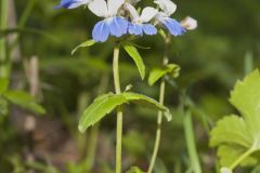 Blue-eyed Mary, Collinsia verna