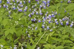 Blue-eyed Mary, Collinsia verna