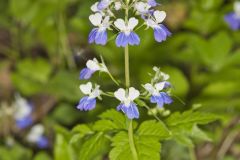 Blue-eyed Mary, Collinsia verna