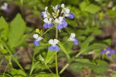 Blue-eyed Mary, Collinsia verna