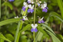 Blue-eyed Mary, Collinsia verna