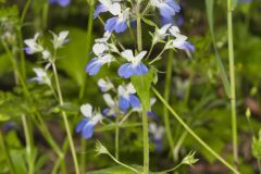 Blue-eyed Mary, Collinsia verna