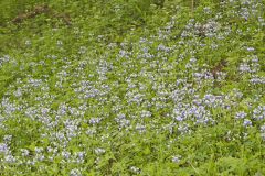 Blue-eyed Mary, Collinsia verna