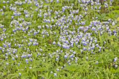 Blue-eyed Mary, Collinsia verna