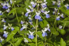 Blue-eyed Mary, Collinsia verna