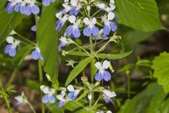 Blue-eyed Mary, Collinsia verna