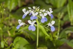 Blue-eyed Mary, Collinsia verna